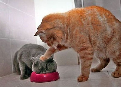 Kedi Beslenmesi