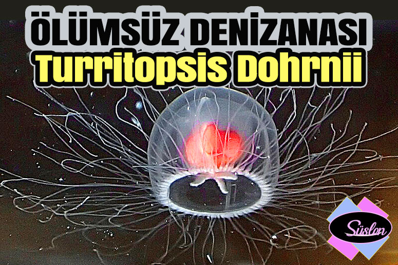 Ölümsüz Denizanası Turritopsis dohrnii Nasıl Hayvandır